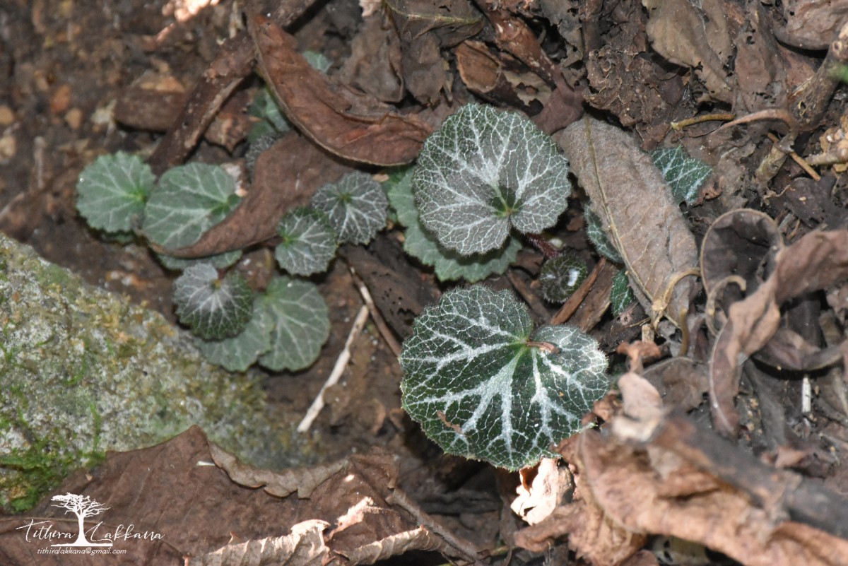 Saxifraga stolonifera Curtis